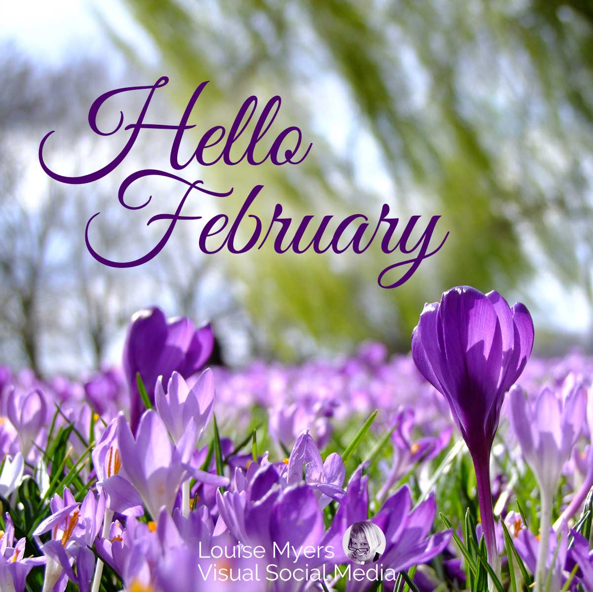 photo of crocuses says hello february in script.