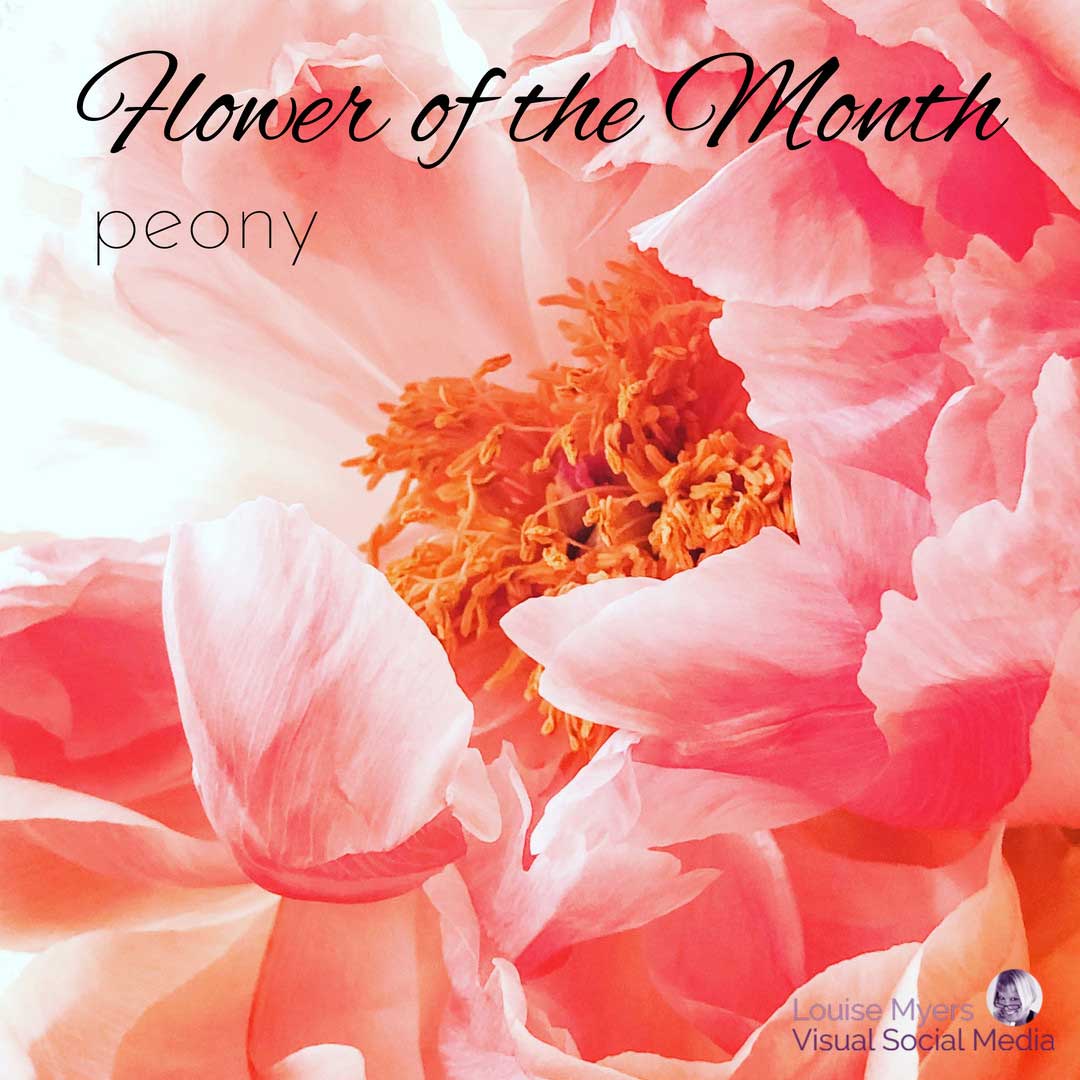 closeup of peony says april flower of the month.