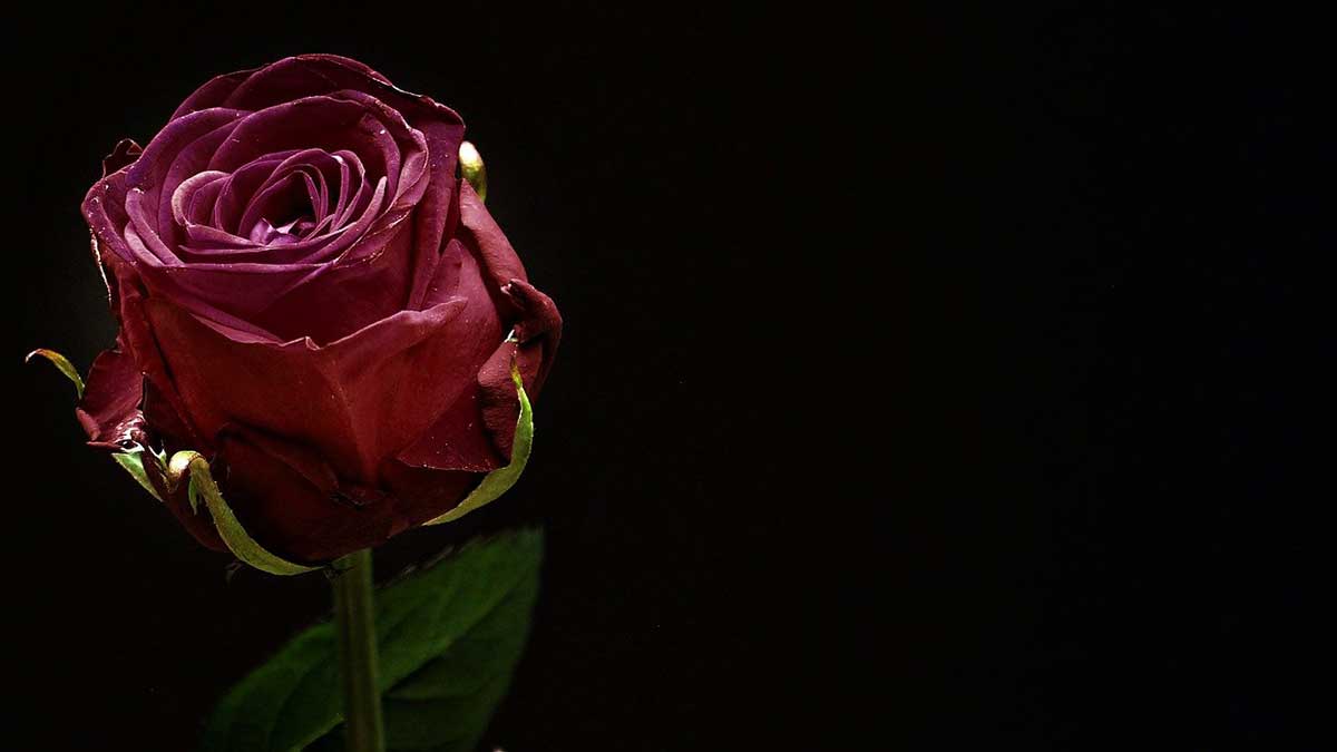 forlorn looking dark rose against black background.