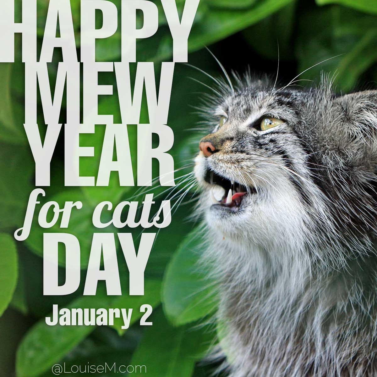 Happy Mew Year For Cats Day on gray cat photo.