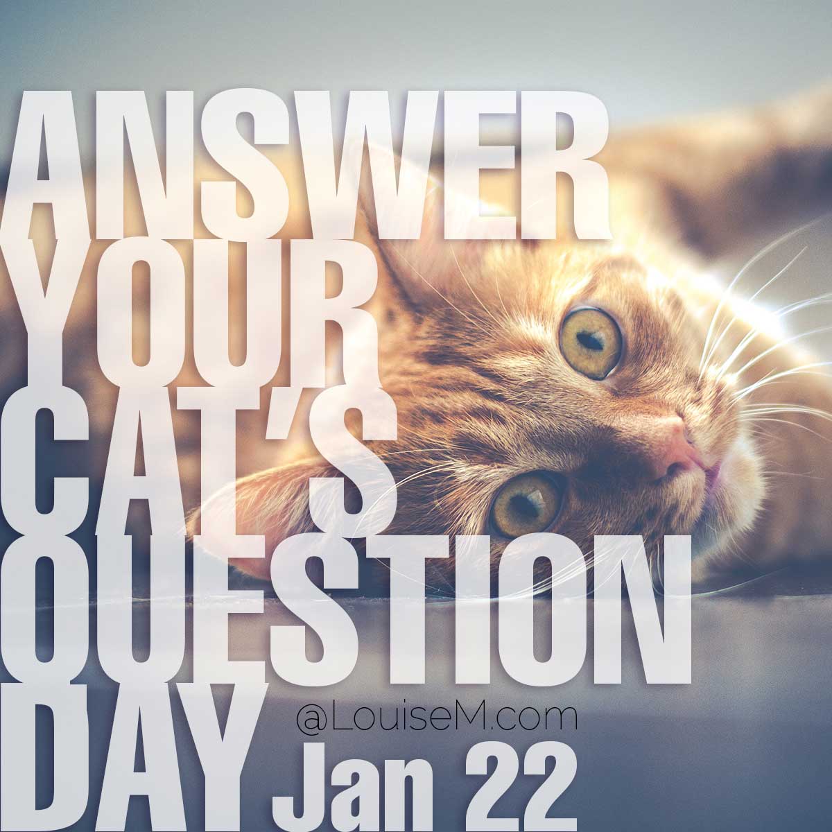 National Answer Your Cat's Questions Day on cute cat photo.