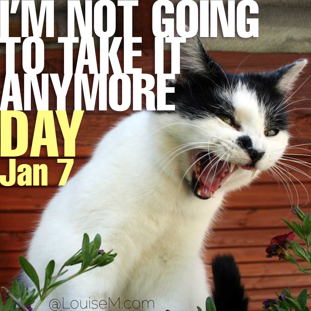 I'm Not Going to Take it Anymore Day text on photo of angry cat.