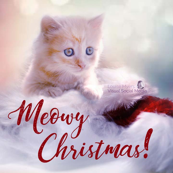 meowy christmas slogan on photo of cute kitten.