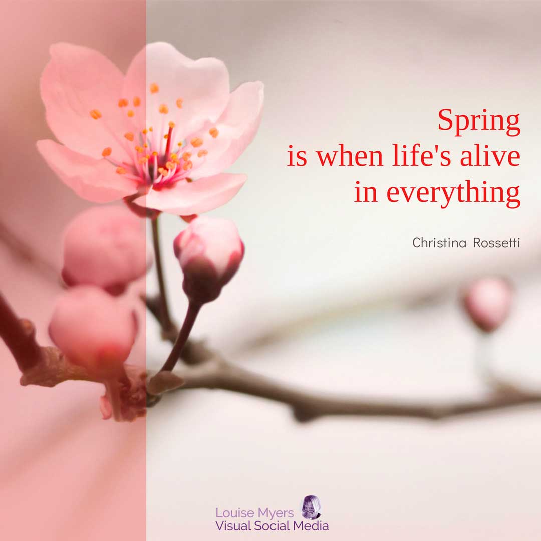 pink cherry blossom says spring is when life's alive.