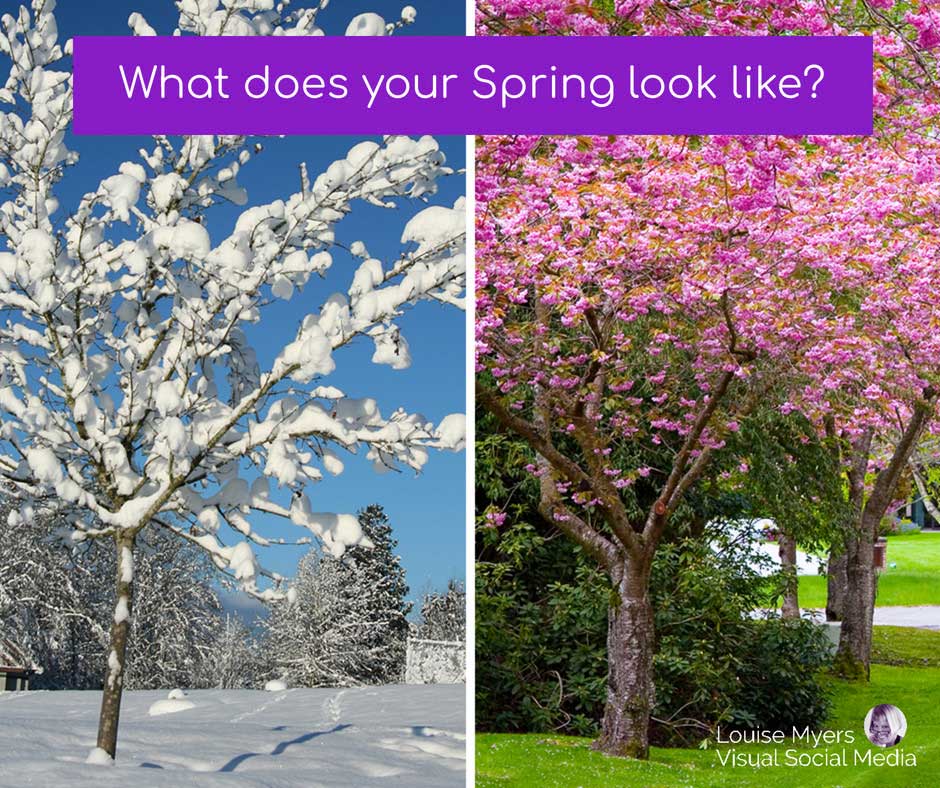 snowy tree and cherry blossoms says what does spring look like.